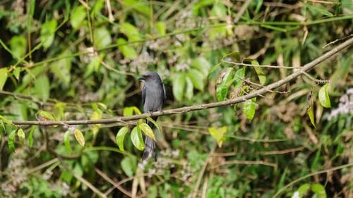Ojos rojos en modo de caza esperando pacientemente a que sobrevuele la presa adecuada, Ashy Drongo Dicrurus leucoph