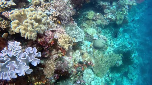A wall of corals drops off into the blue of the deep sea.