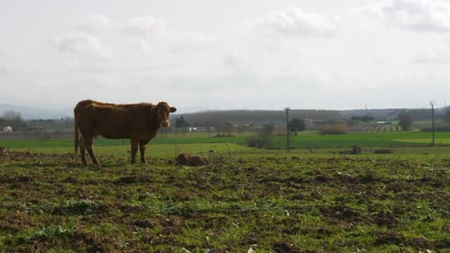 Cow and Calf on Green Farm Field