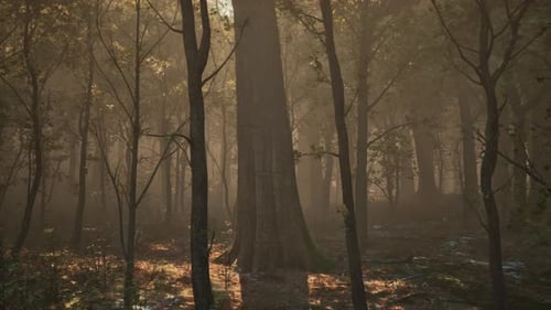 Paysage d'automne chaud dans une forêt