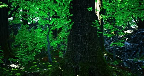Lush Green Forest with Towering Tree and Vibrant Foliage in Daylight