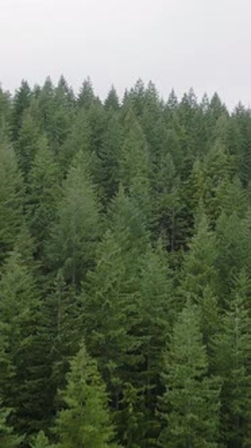 Aerial View of Beautiful Mountain Landscape Fog Rises Over the Mountain Slopes