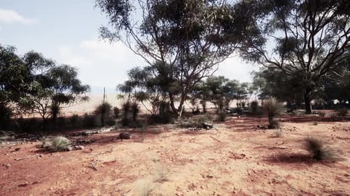 A Serene Natural Landscape with Trees in a Rustic Field