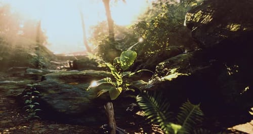 Natural Sunlight Filters Through Trees Illuminating a Lush Forest Setting