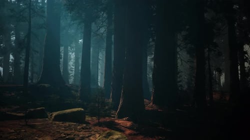 Sequoia Forest Majestic Tall Trees in a Vast Woodland Dark Forest