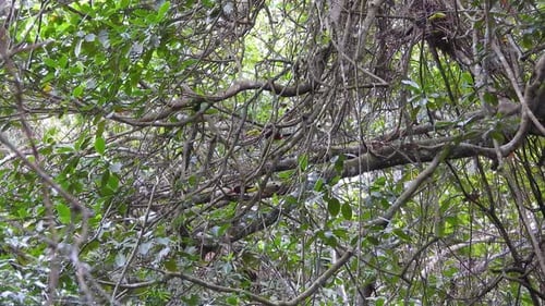 Dense green foliage with a hidden Crimson-backed Tanager perched on a branch