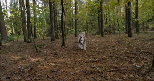 Slow motion shot of an Australian shepherd dog running in the woods