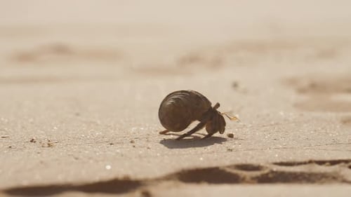 Close-up Of A Hermit Crab Walking On Seashore