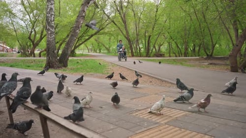 Woman Pushing Person in Wheelchair Through Urban Park