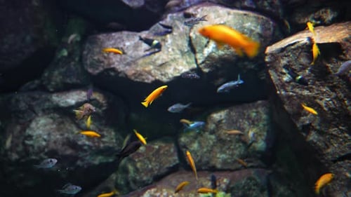 Plusieurs poissons nageant dans un aquarium avec fond bleu et plantes sous-marines