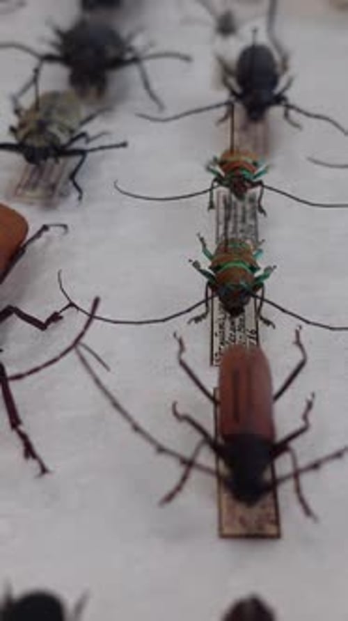 Hobby Insect Collection Vertical view 13