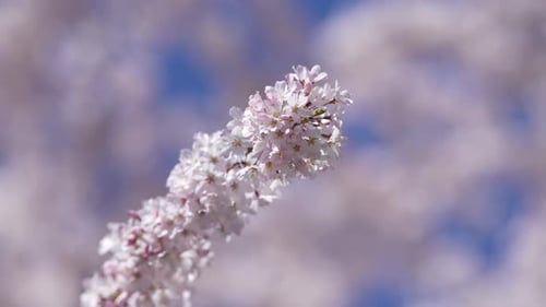 Spring Cherry Blossom Against Blue Sky Cherry Blossom Blooming in Spring Delicate Spring Cherry