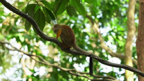 Wild little squirrel monkey, scratching its body with its feet, taking a crap and walk away in the j