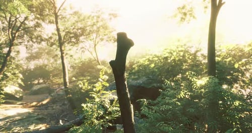 Lush Forest Path Illuminated By Golden Sunlight in Tranquil Nature Setting