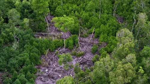 Forest with a lot of trees and a lot of debris