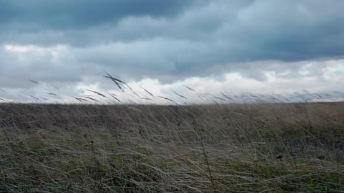 Strong Wind on a Field with Dry Grass Light in the Dark and Dramatic Storm Clouds Background