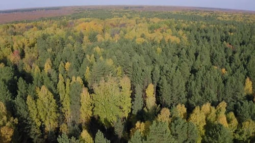 Aerial Top View of Beautiful Lake Surrounded By Colorful Forest in Autumn