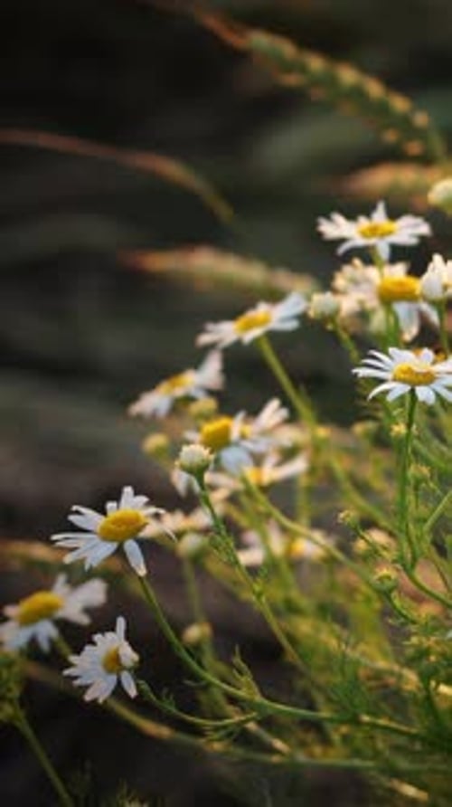 Daisies Swaying Gently in Golden Sunlight
