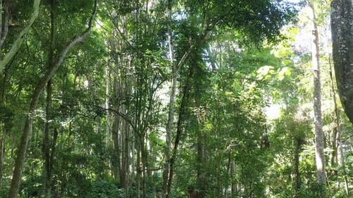 Tropical Forest In Beautiful Nature Landscape. Lush Of Evergreen Jungle