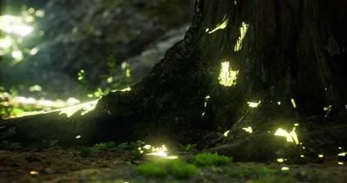 Light Filtering Through Trees Creates a Serene Forest Environment in Daylight