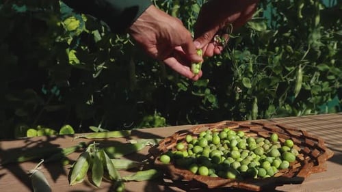 Fresh Green Peas Harvested and Shelled in Garden