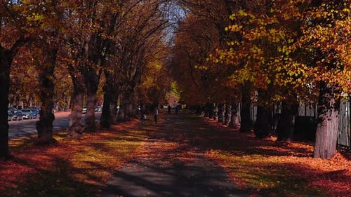 Tree Lined Avenue in Riga Latvia with Autumn Leaves and People
