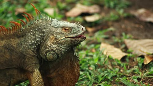 L'iguane avait l'air perplexe. Prise de vue statique