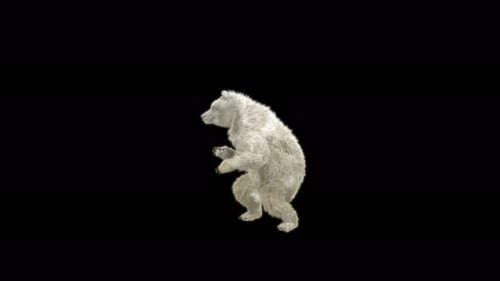 Animated White Bear Standing and Moving