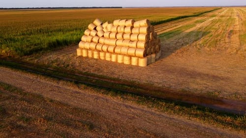 Many Bales Wheat Straw Rolls on Wheat Field After Wheat Harvest on Sunset Dawn