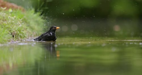 Close up of a blackbird washing on the edge of a pond in the middle of a forest, slow motion