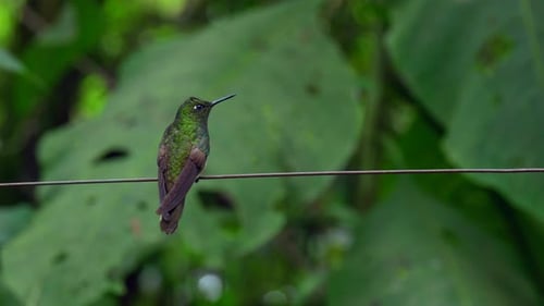 An iridescent hummingbird sits on a wire in a forest in Ecuador, South America before flying away.
