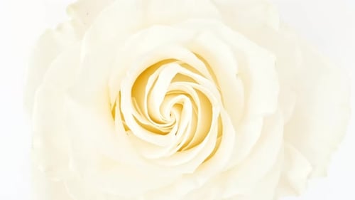 Beautiful Blossoms in Macro Detail