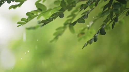 Summer Rain in Forest Drops of Water Dripping From Green Leaves of Acacia Tree Beautiful Calming