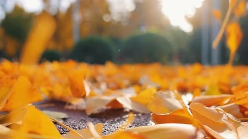 Cinematic And Majestic View Of Ginkgo Tree Leaves