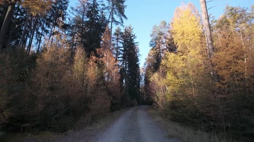 Walk through the forest on an autumn day. Path leading between trees illuminated by the gentle sun