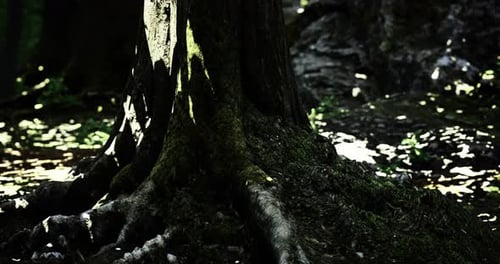 Animated Sunlight on Old Tree Trunk and Roots