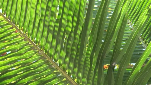 Palm tree leaf texture with sunlight and green lush pattern