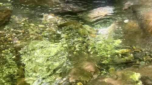 Waldsonnenlicht, reflektiert auf der Wasseroberfläche, Flussfluss, langsamer, ruhiger Bach, in der Natur, Landschaft, malerischer Schiefer