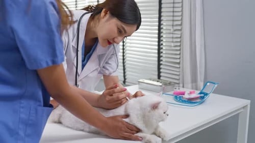Asian veterinarian examine kitten during check-up at veterinary clinic.