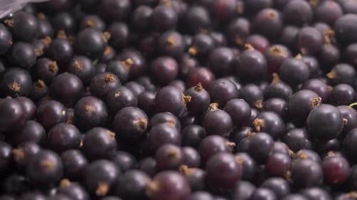 Fresh Black Currant Berries Close Up