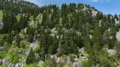 Enchanting Heights Aerial View of a Majestic Mountain Top Forest in Early Spring