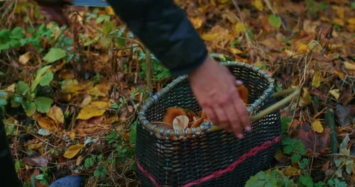 Gathered Mushrooms in Basket on Forest Floor