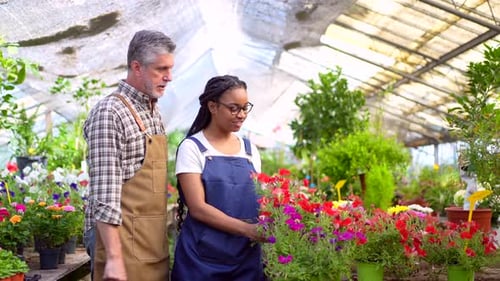Greenhouse Workers Inspecting Beautiful Flower Display