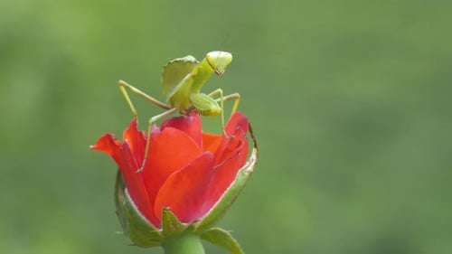 Praying Mantis