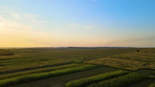 Vue aérienne du paysage de champs agricoles verts avec des cultures en pleine croissance pendant un été radieux
