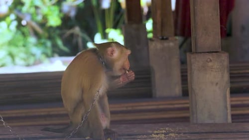 In
Gefangenschaft angekettelter trauriger Affe, der isst. Zeitlupen-Sklavenmakake in Südostasien angekettet
..