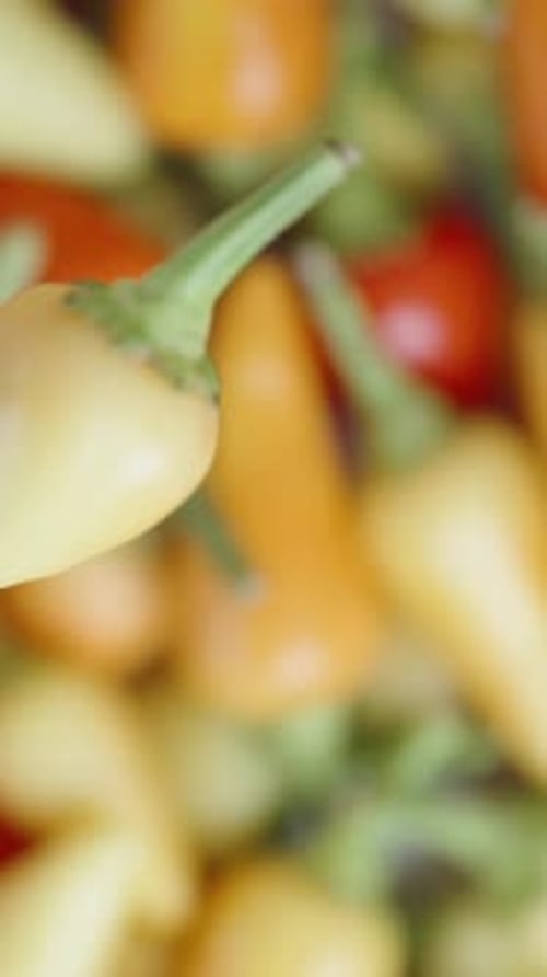 Vertical video. A green mini spicy pepper of the Rosemary variety rotates against the backdrop