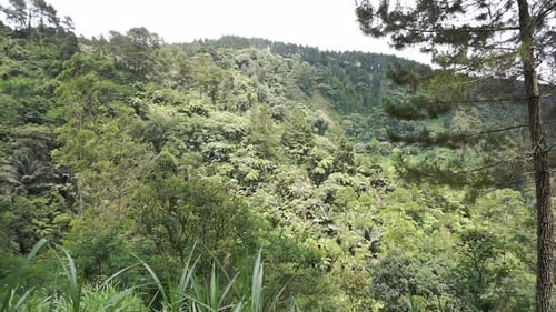 natural scenery mountains natural panorama hills, and forest of tall green trees and slopes of green