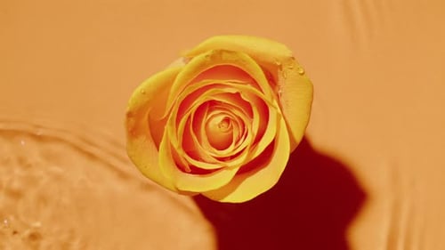 Yellow Rose Bud on Orange Background Waves Wash the Flower Beautiful Rose on the Beach Water Drops