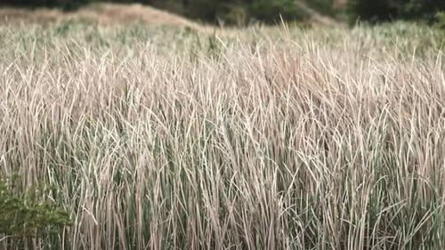 Field of Tall Grass Swaying Gently in the Breeze